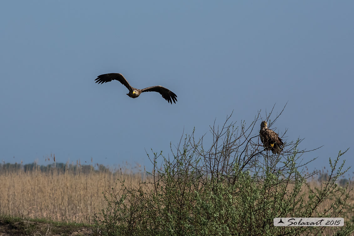 Haliaeetus albicilla  -  Aquila di mare  -  White-tailed eagle