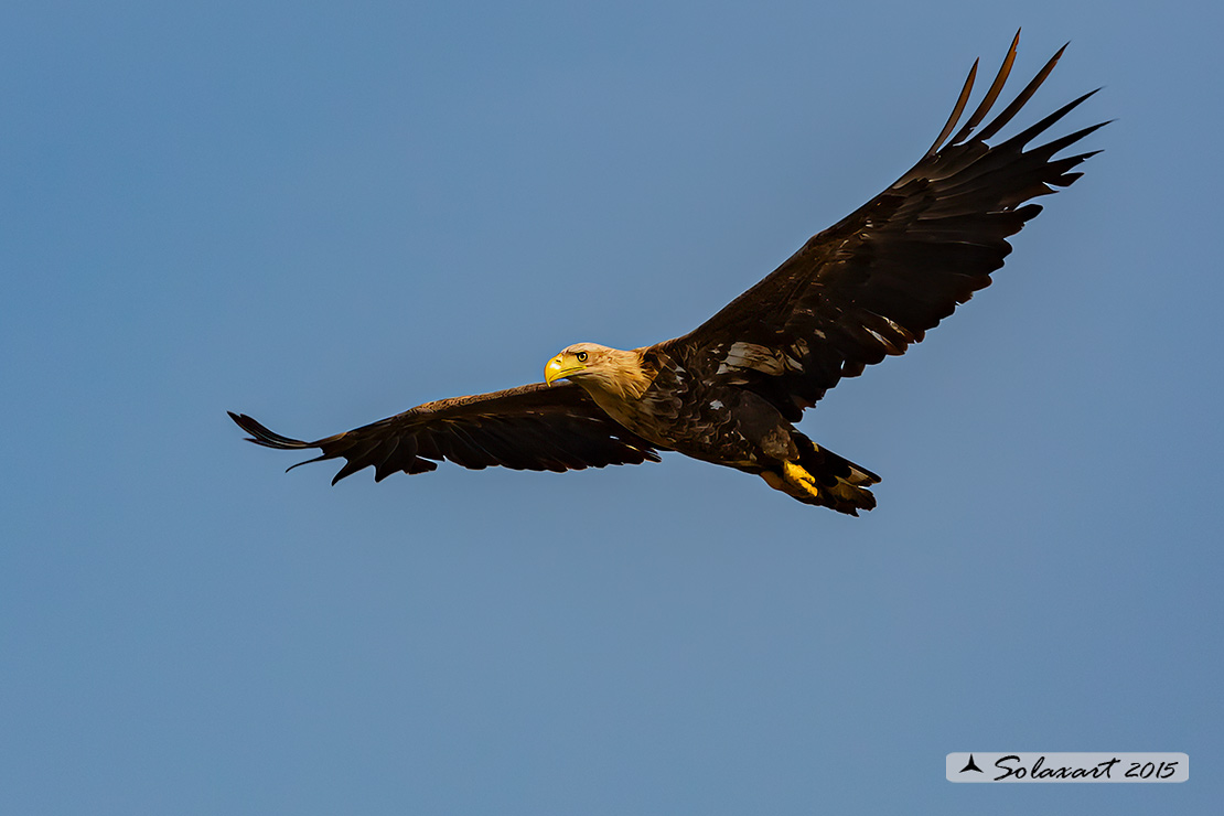 Haliaeetus albicilla, Aquila di mare, white-tailed eagle