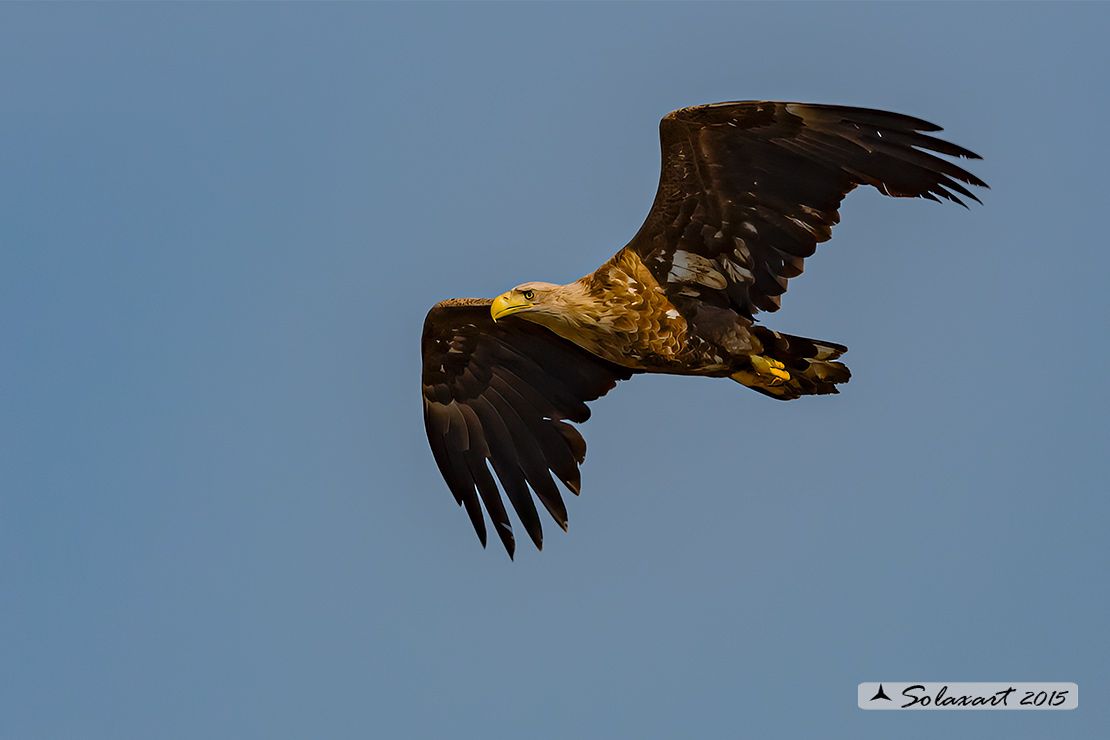 Haliaeetus albicilla, Aquila di mare, white-tailed eagle