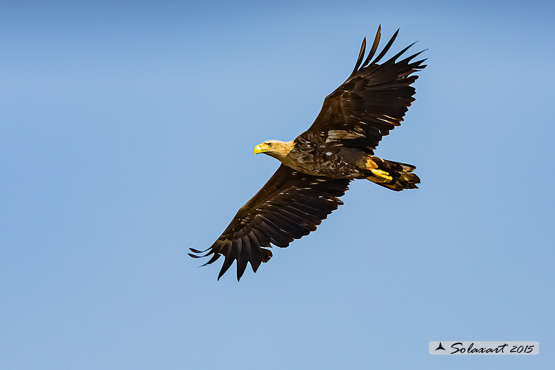 Haliaeetus albicilla, Aquila di mare, white-tailed eagle