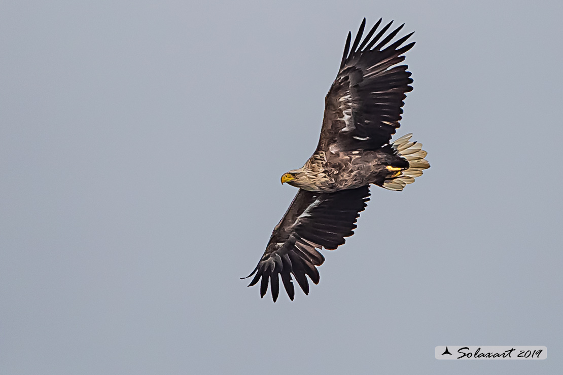 Haliaeetus albicilla  -  Aquila di mare  -  White-tailed eagle