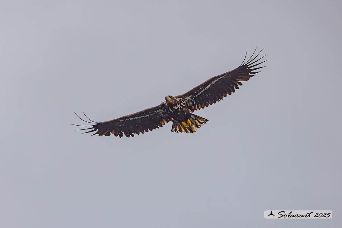 Haliaeetus albicilla  -  Aquila di mare  -  White-tailed eagle