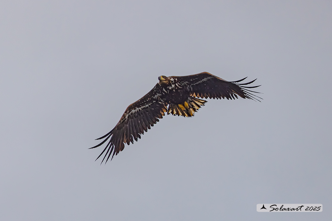 Haliaeetus albicilla  -  Aquila di mare  -  White-tailed eagle