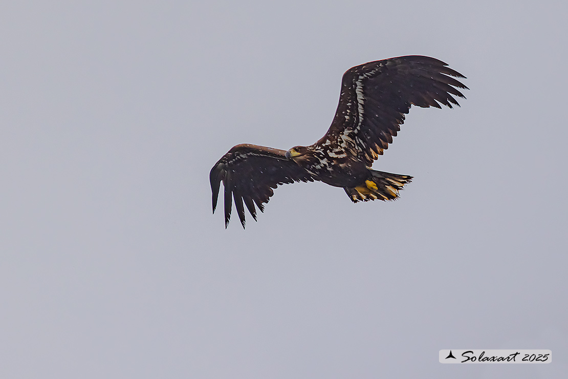 Haliaeetus albicilla  -  Aquila di mare  -  White-tailed eagle