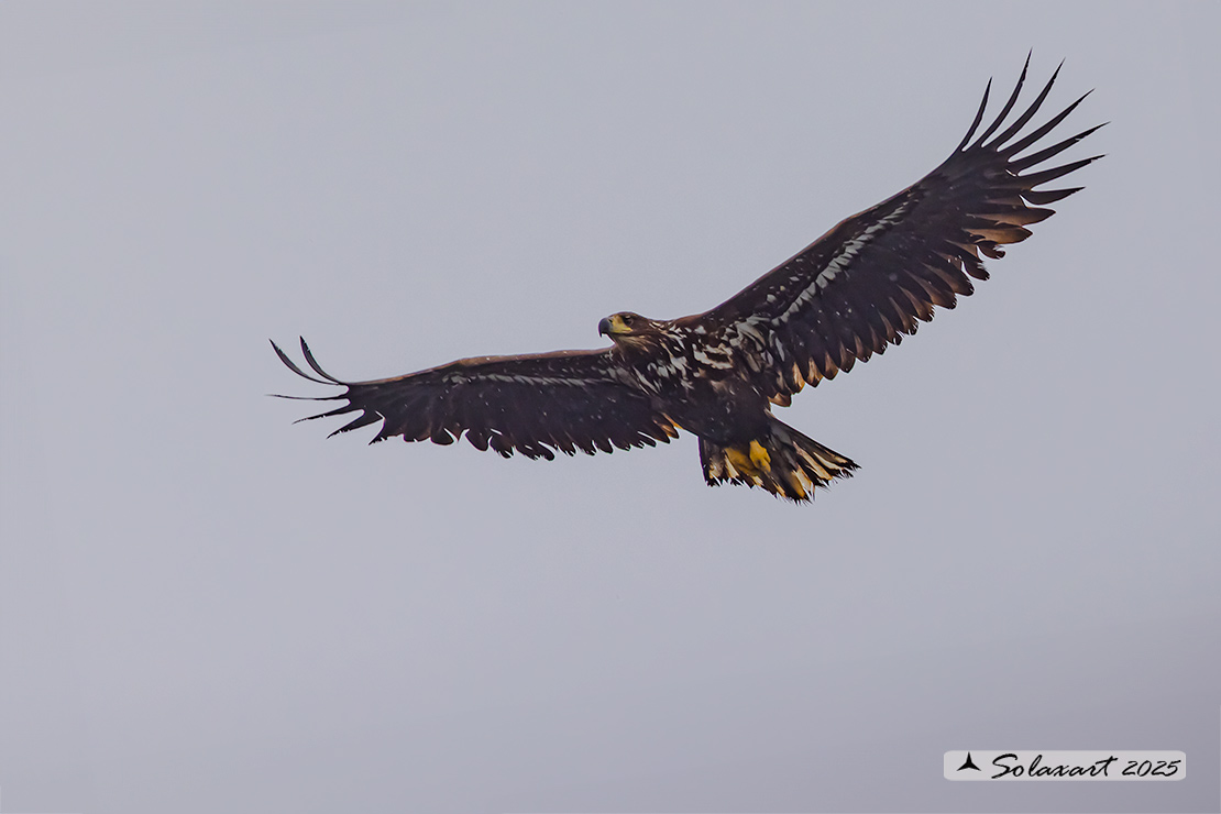 Haliaeetus albicilla  -  Aquila di mare  -  White-tailed eagle