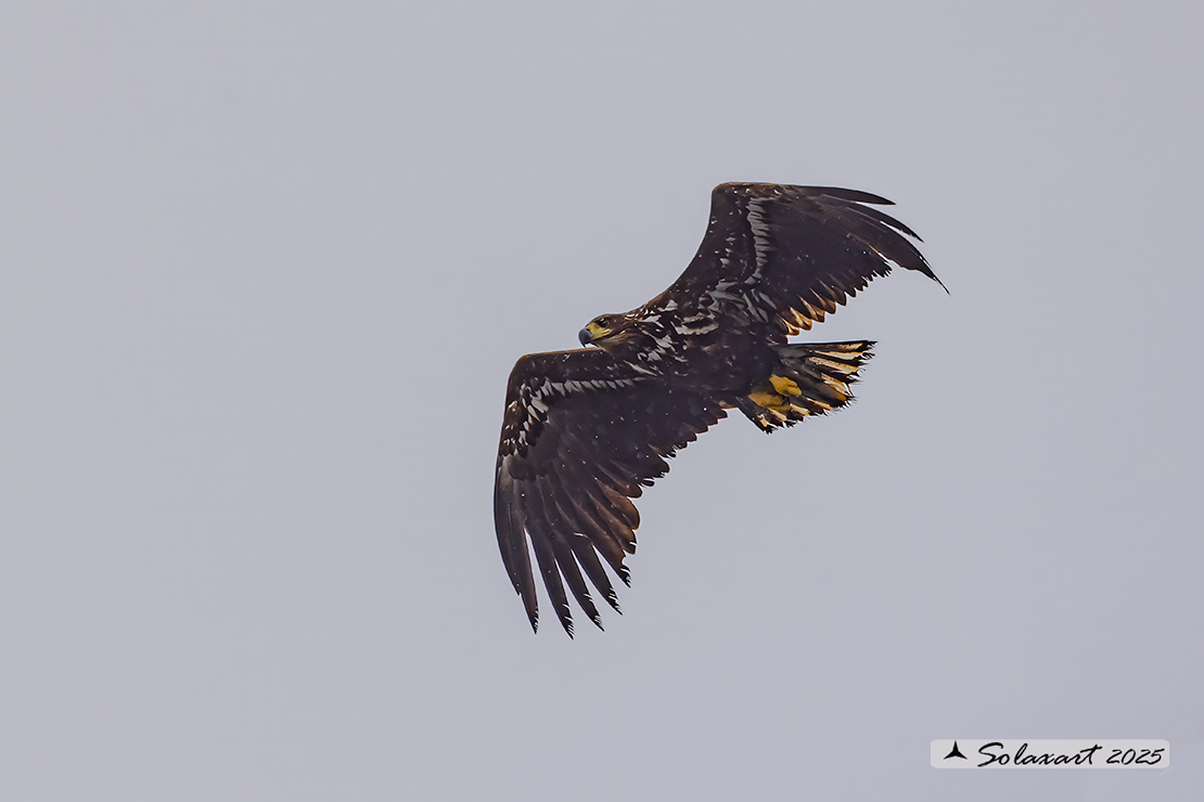 Haliaeetus albicilla  -  Aquila di mare  -  White-tailed eagle