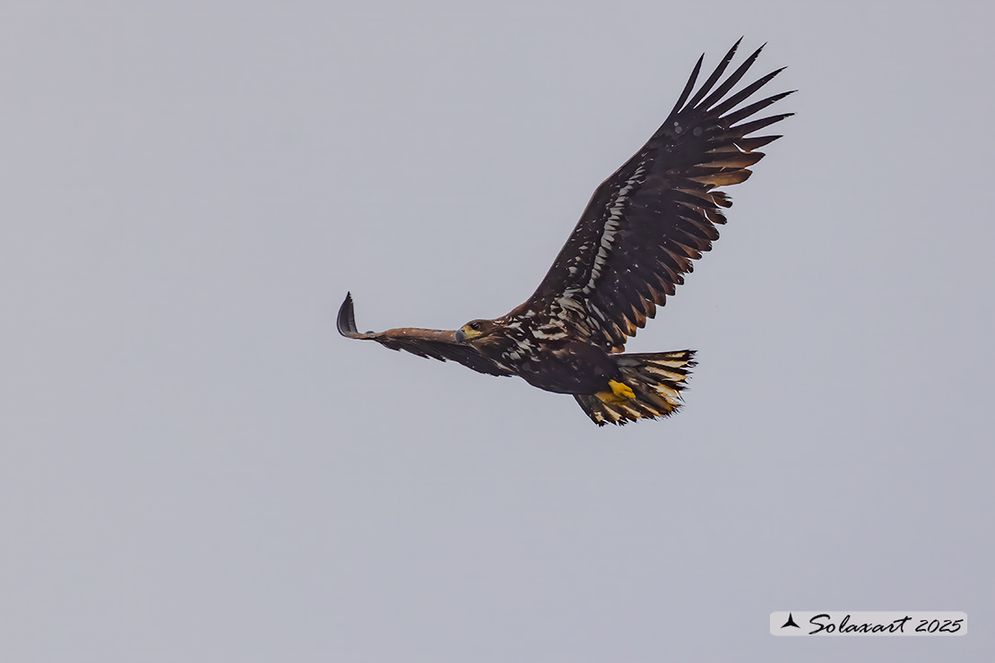 Haliaeetus albicilla  -  Aquila di mare  -  White-tailed eagle
