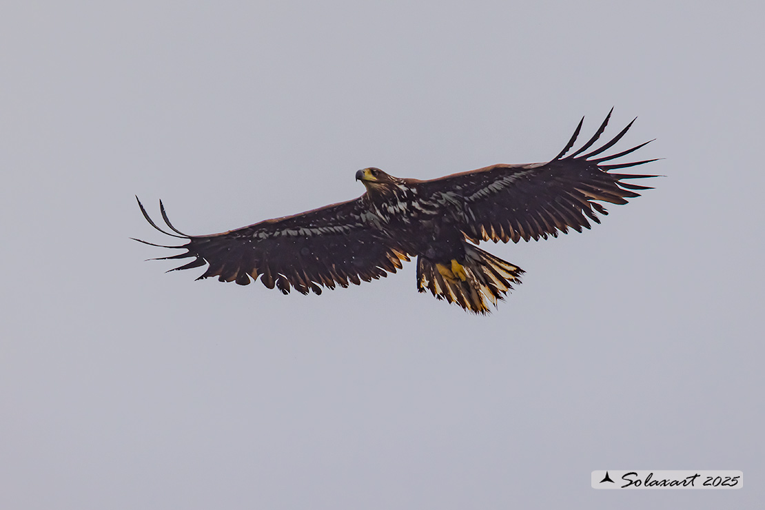 Haliaeetus albicilla  -  Aquila di mare  -  White-tailed eagle