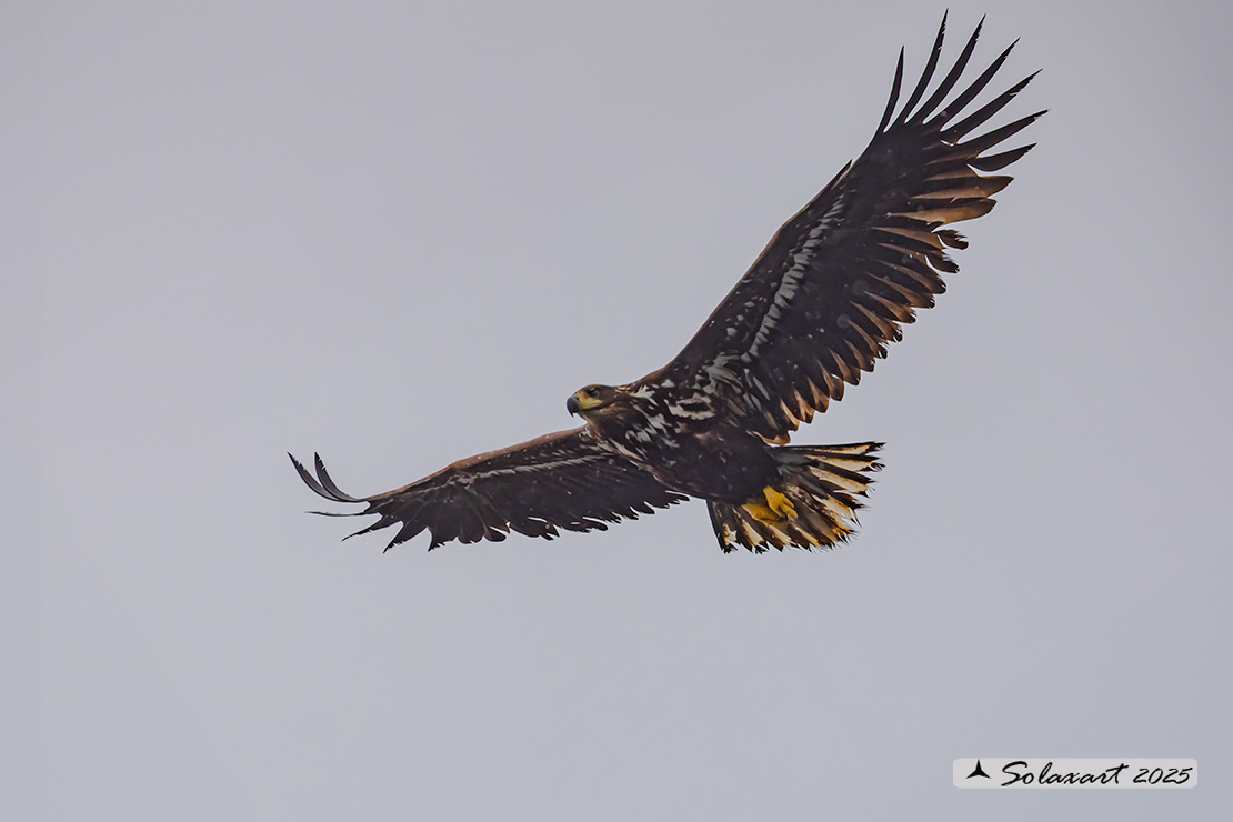 Haliaeetus albicilla  -  Aquila di mare  -  White-tailed eagle