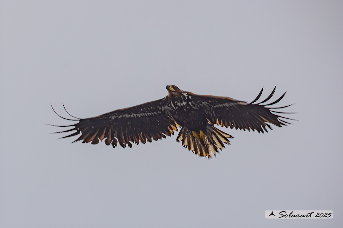 Haliaeetus albicilla  -  Aquila di mare  -  White-tailed eagle
