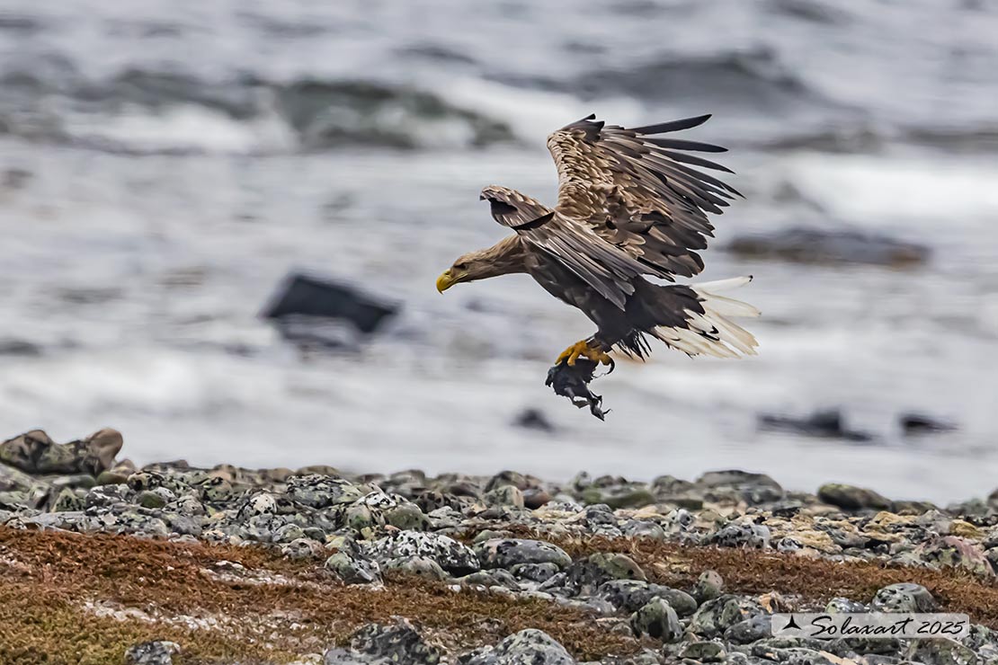 Haliaeetus albicilla  -  Aquila di mare  -  White-tailed eagle