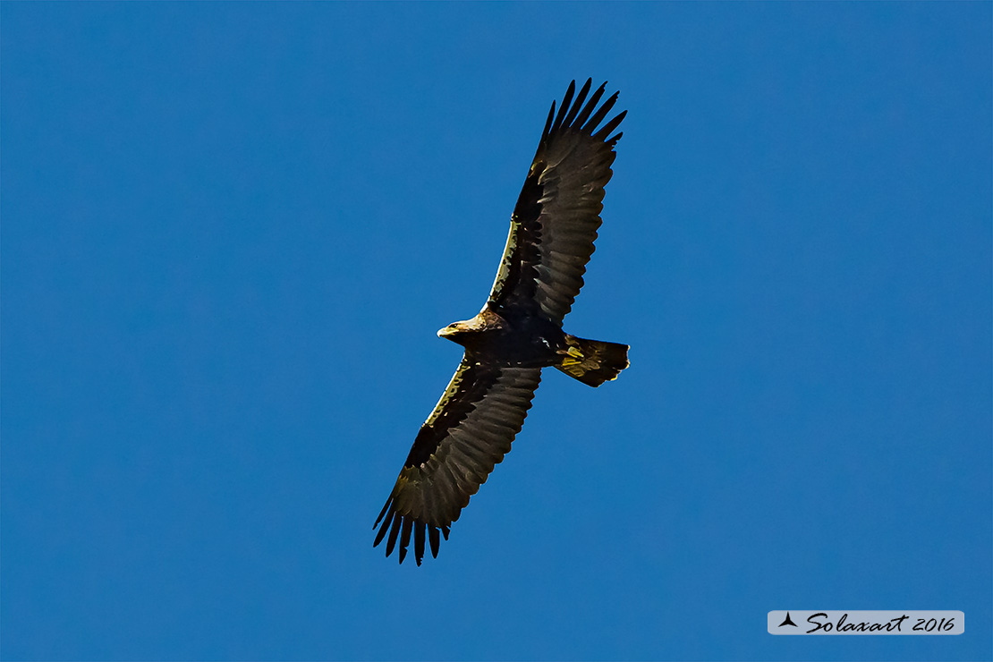 Aquila adalberti : Aquila imperiale iberica ; Spanish imperial eagle