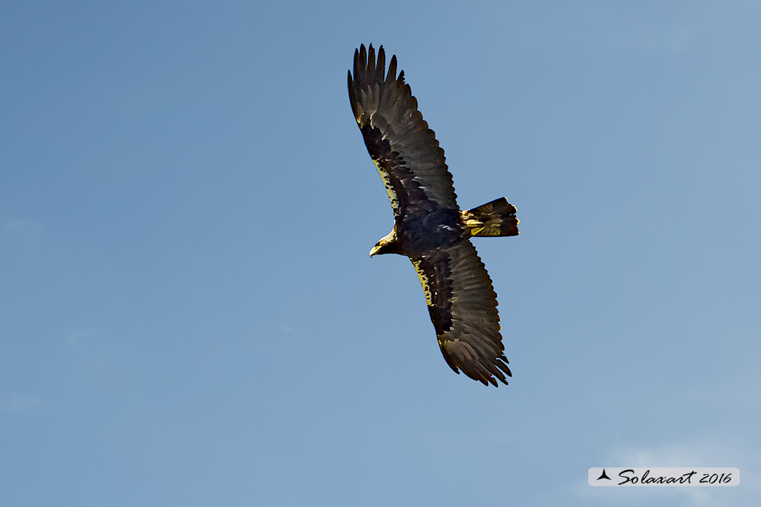 Aquila adalberti : Aquila imperiale iberica ; Spanish imperial eagle