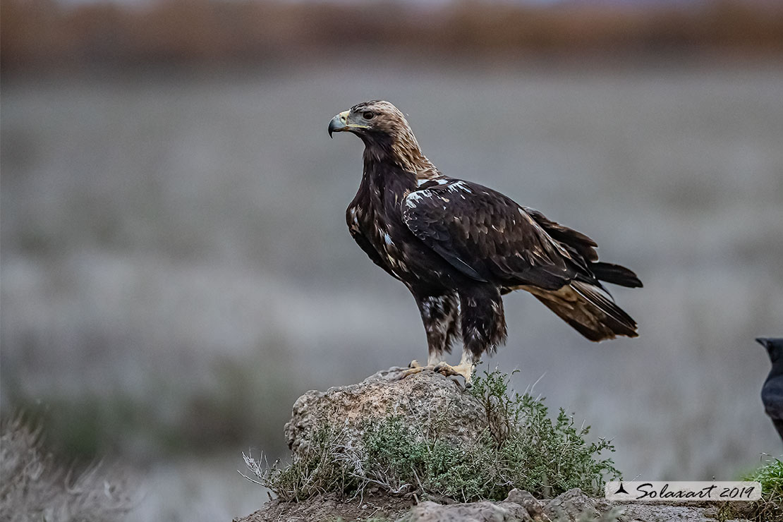 Aquila adalberti : Aquila imperiale iberica ; Spanish imperial eagle