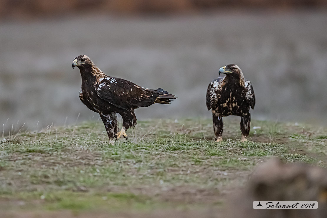 Aquila adalberti : Aquila imperiale iberica ; Spanish imperial eagle