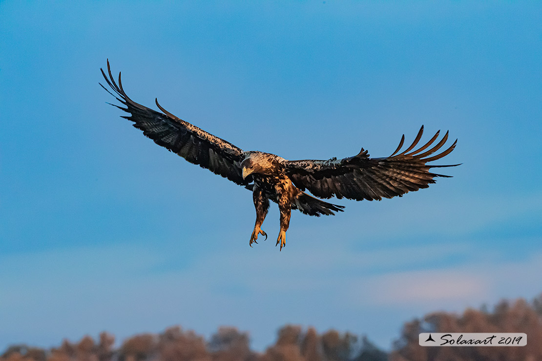 Aquila adalberti : Aquila imperiale iberica ; Spanish imperial eagle