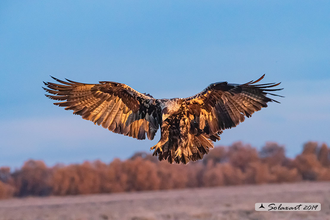 Aquila adalberti : Aquila imperiale iberica ; Spanish imperial eagle