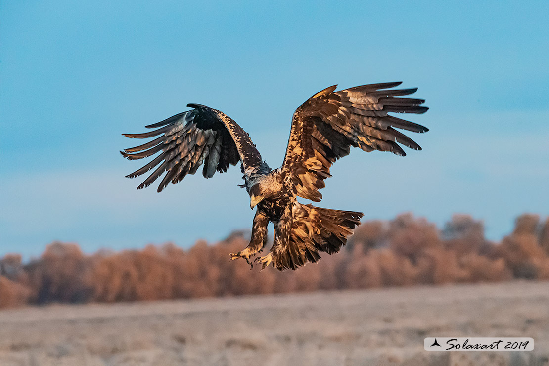 Aquila adalberti : Aquila imperiale iberica ; Spanish imperial eagle