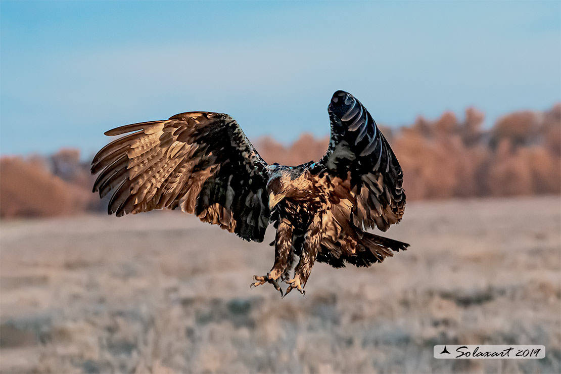 Aquila adalberti : Aquila imperiale iberica ; Spanish imperial eagle