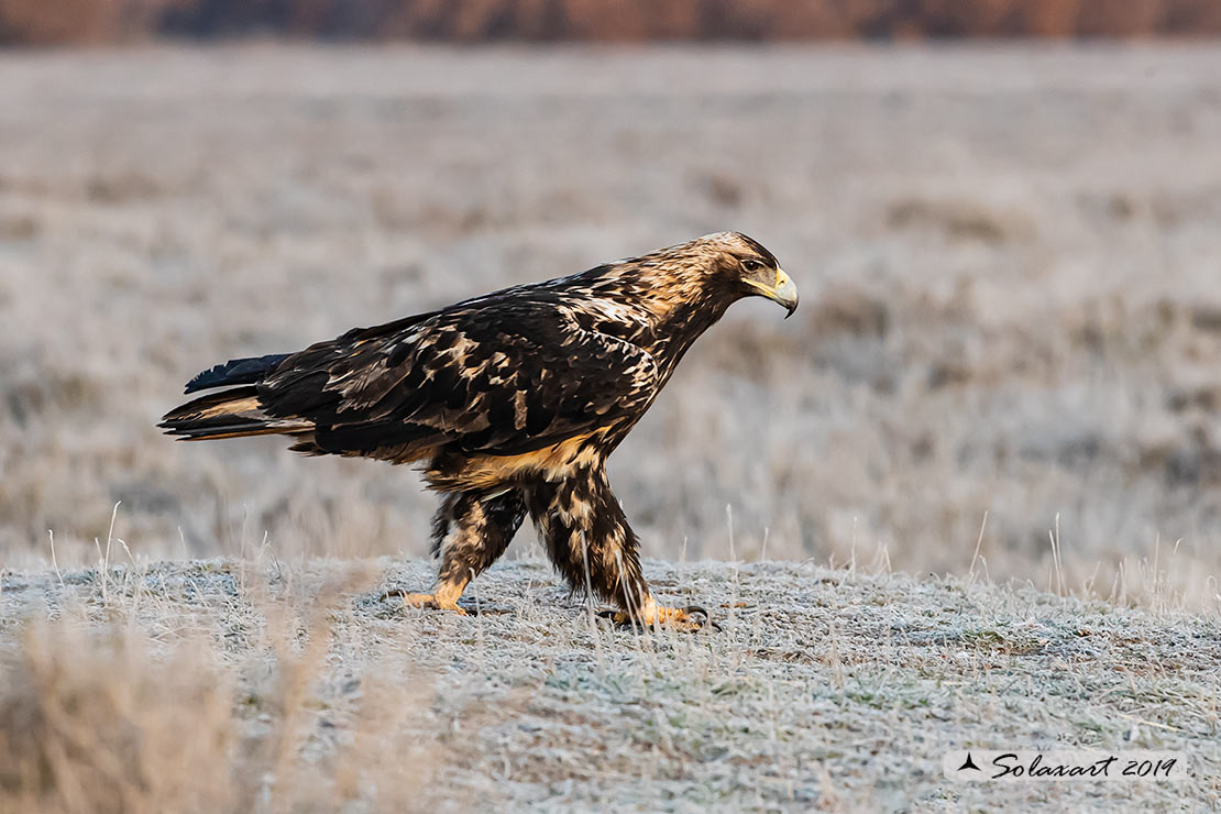 Aquila adalberti : Aquila imperiale iberica ; Spanish imperial eagle