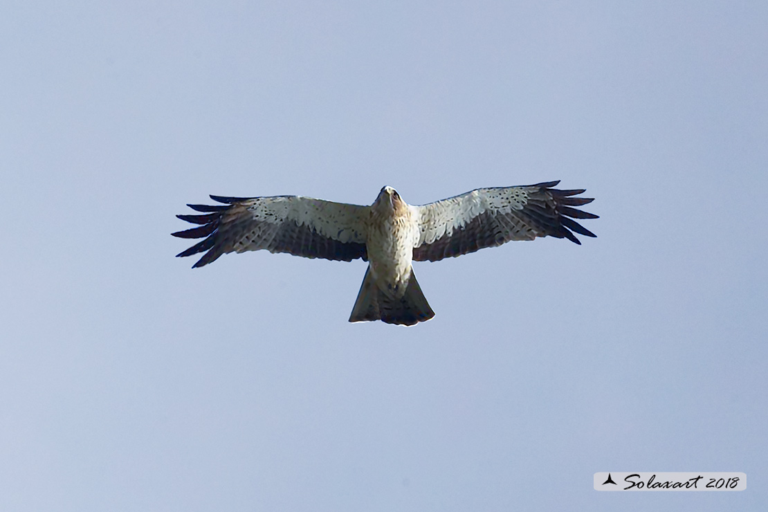 Hieraaetus pennatus - Aquila minore - Booted Eagle