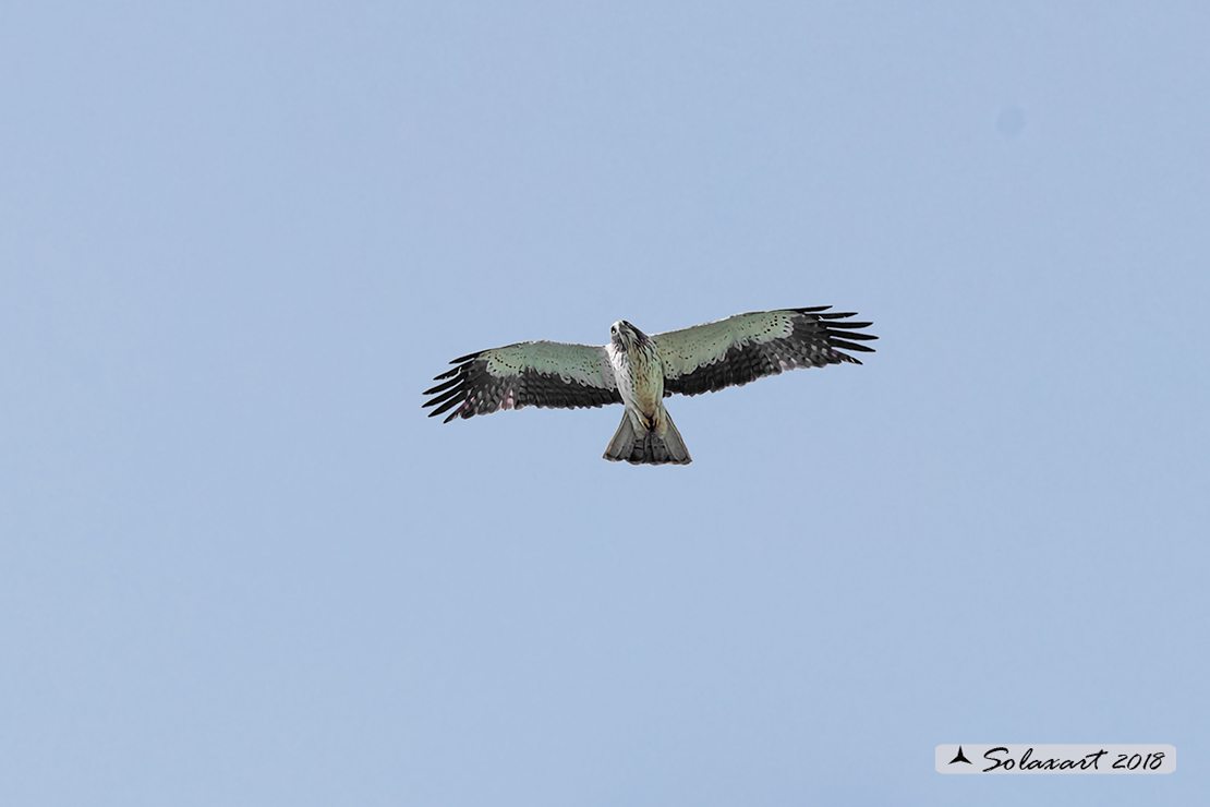 Hieraaetus pennatus - Aquila minore - Booted Eagle