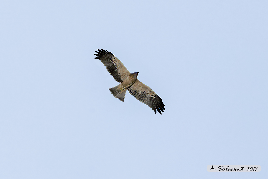 Hieraaetus pennatus - Aquila minore - Booted Eagle