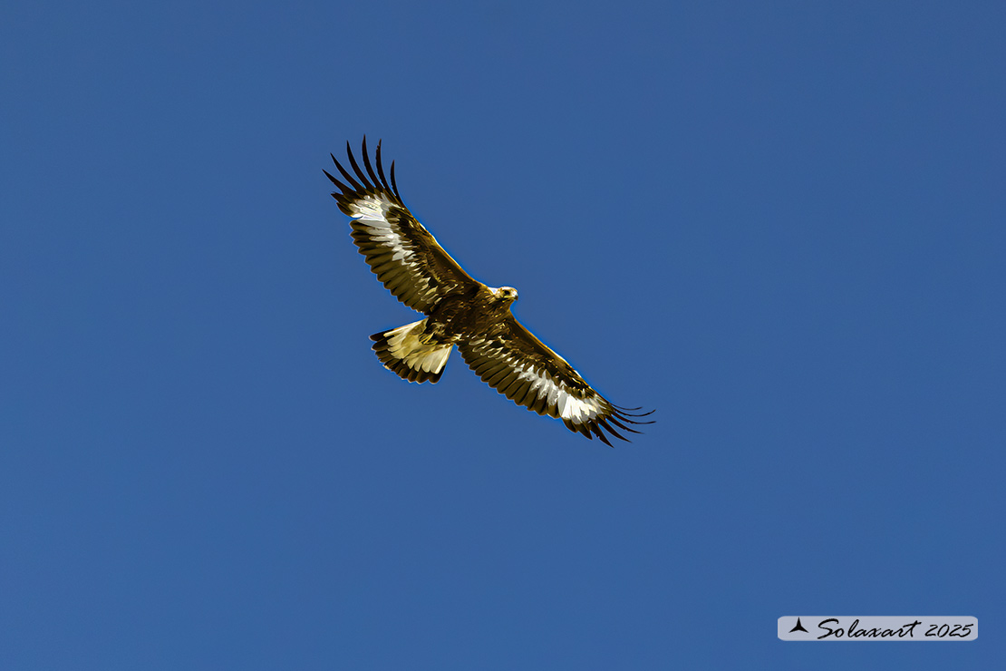Aquila chrysaetos - Aquila reale - Golden eagle