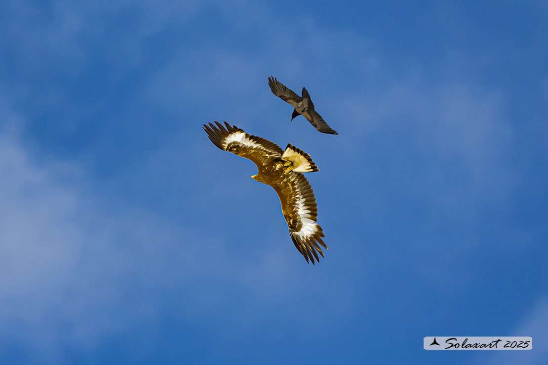Aquila chrysaetos - Aquila reale - Golden eagle