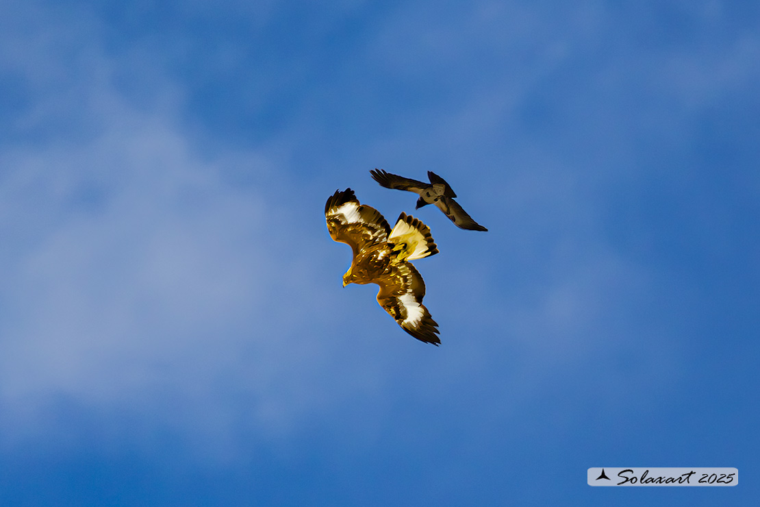 Aquila chrysaetos - Aquila reale - Golden eagle