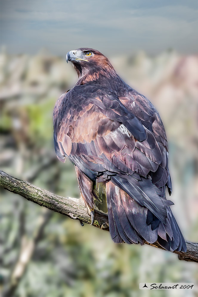 Aquila chrysaetos - Aquila reale - Golden eagle