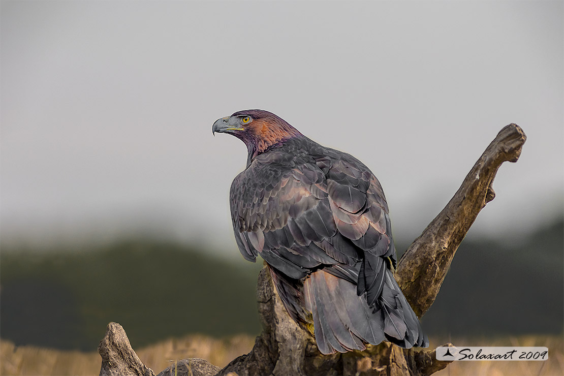 Aquila chrysaetos - Aquila reale - Golden eagle