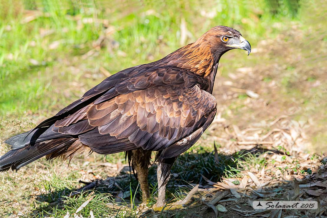 Aquila chrysaetos - Aquila reale - Golden eagle