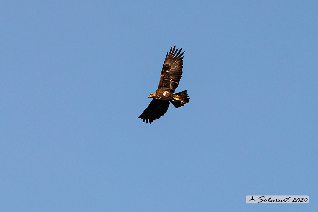 Aquila chrysaetos - Aquila reale - Golden eagle