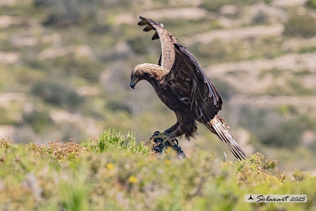 Aquila chrysaetos homeyeri - Aquila reale - South-west Golden Eagle