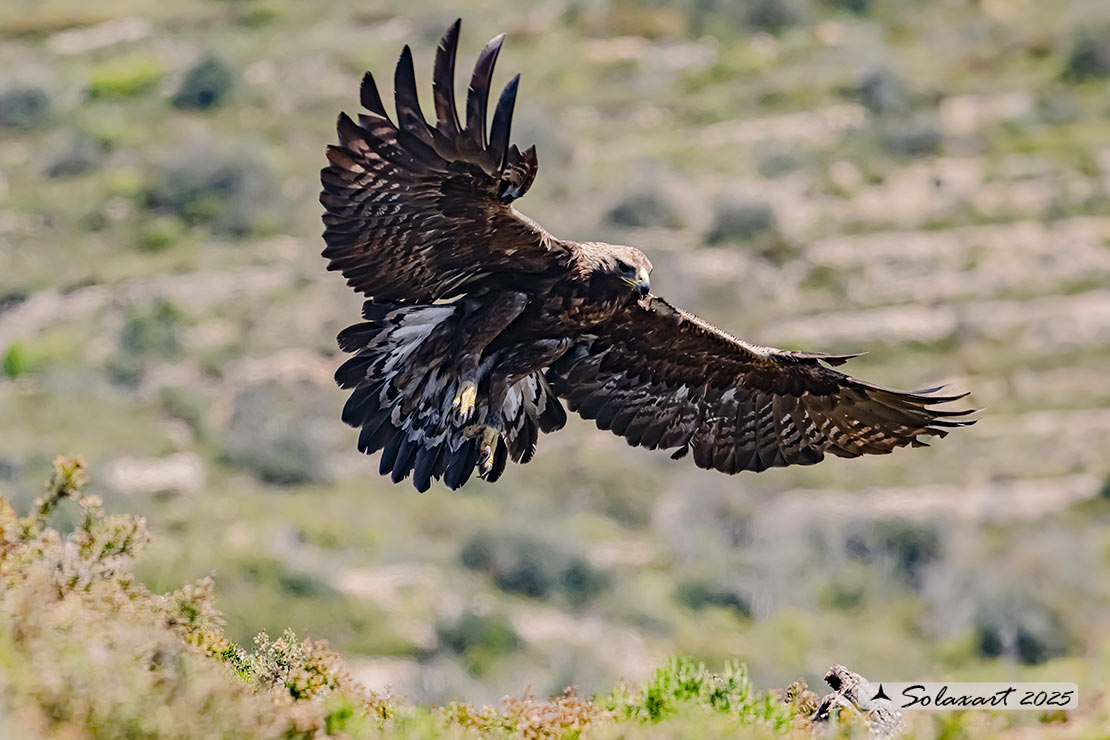 Aquila chrysaetos homeyeri - Aquila reale - South-west Golden Eagle