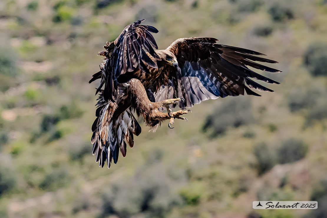 Aquila chrysaetos homeyeri - Aquila reale - South-west Golden Eagle