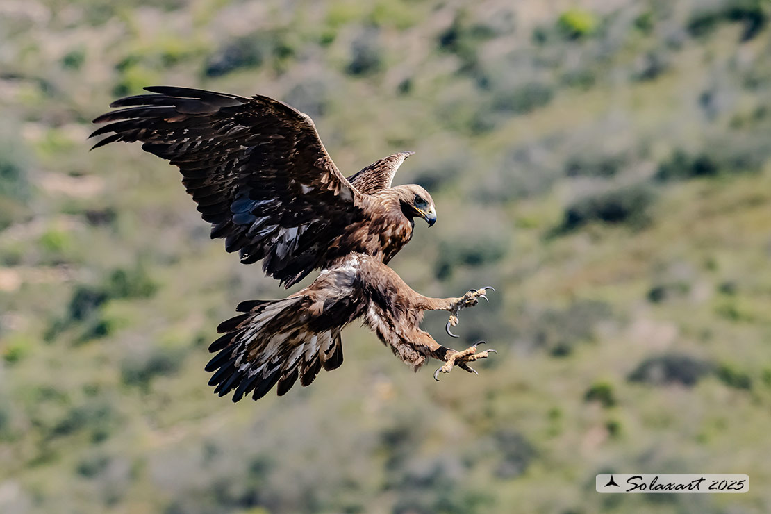 Aquila chrysaetos homeyeri - Aquila reale - South-west Golden Eagle