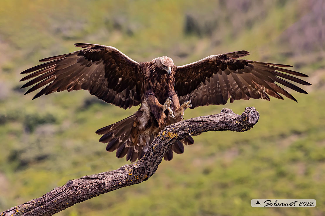 Aquila chrysaetos homeyeri - Aquila reale - South-west Golden Eagle