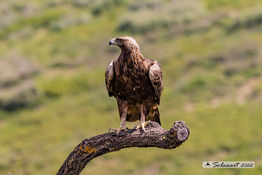 Aquila chrysaetos homeyeri - Aquila reale - South-west Golden Eagle