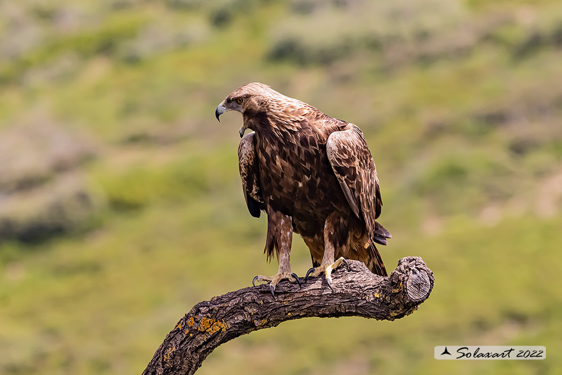 Aquila chrysaetos homeyeri - Aquila reale - South-west Golden Eagle