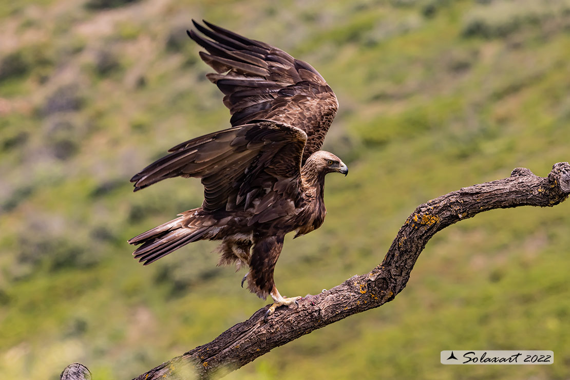 Aquila chrysaetos homeyeri - Aquila reale - South-west Golden Eagle