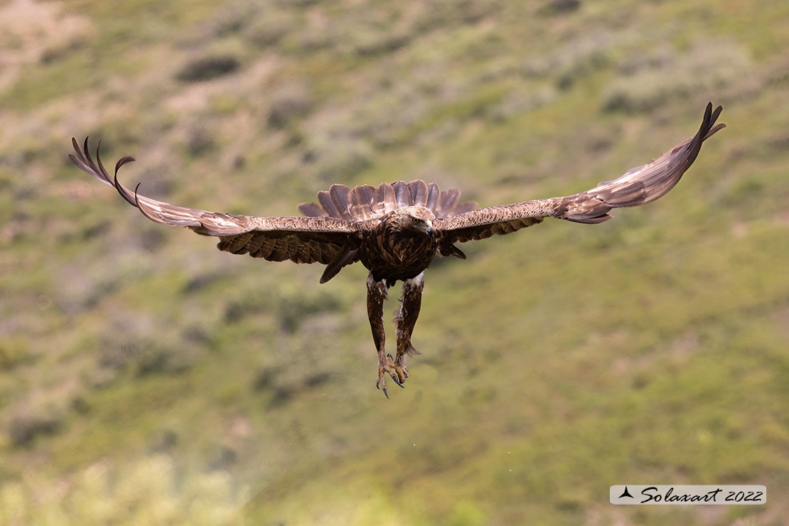 Aquila chrysaetos homeyeri - Aquila reale - South-west Golden Eagle