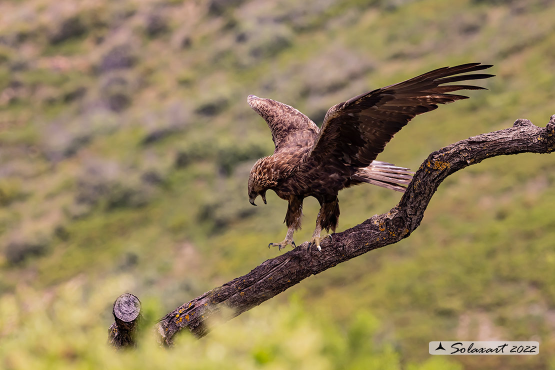 Aquila chrysaetos homeyeri - Aquila reale - South-west Golden Eagle