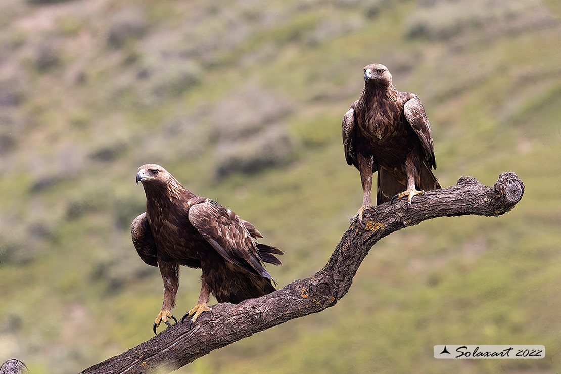 Aquila chrysaetos homeyeri - Aquila reale - South-west Golden Eagle