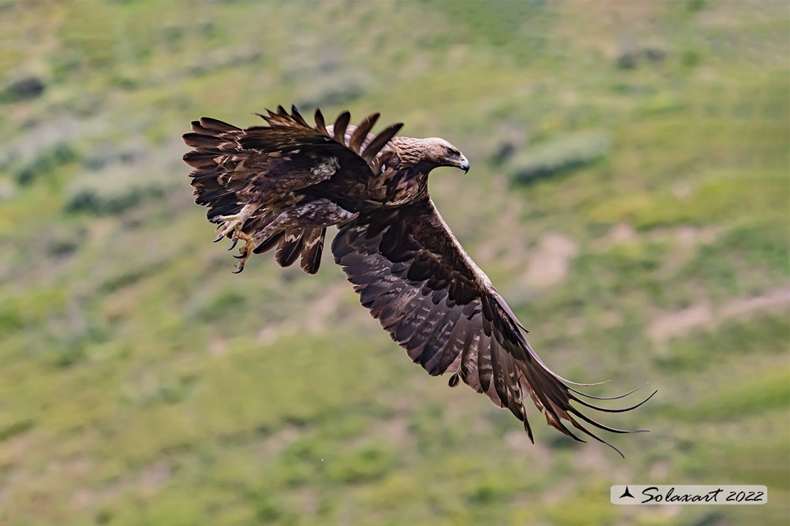 Aquila chrysaetos homeyeri - Aquila reale - South-west Golden Eagle