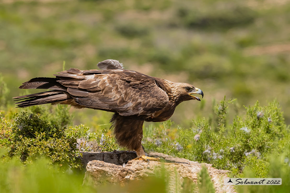Aquila chrysaetos homeyeri - Aquila reale - South-west Golden Eagle