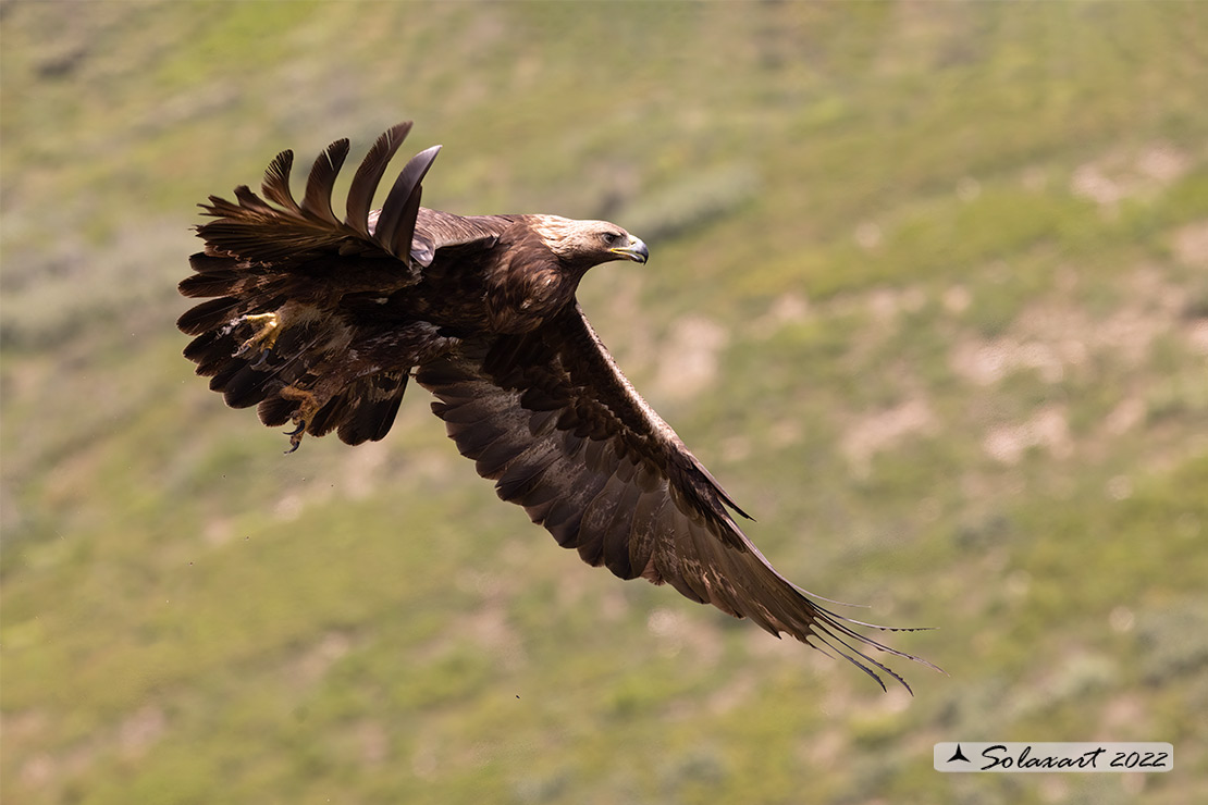 Aquila chrysaetos homeyeri - Aquila reale - South-west Golden Eagle