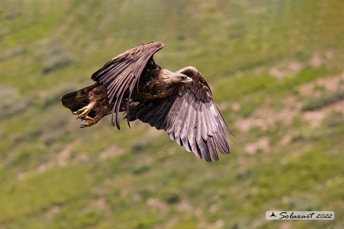 Aquila chrysaetos homeyeri - Aquila reale - South-west Golden Eagle