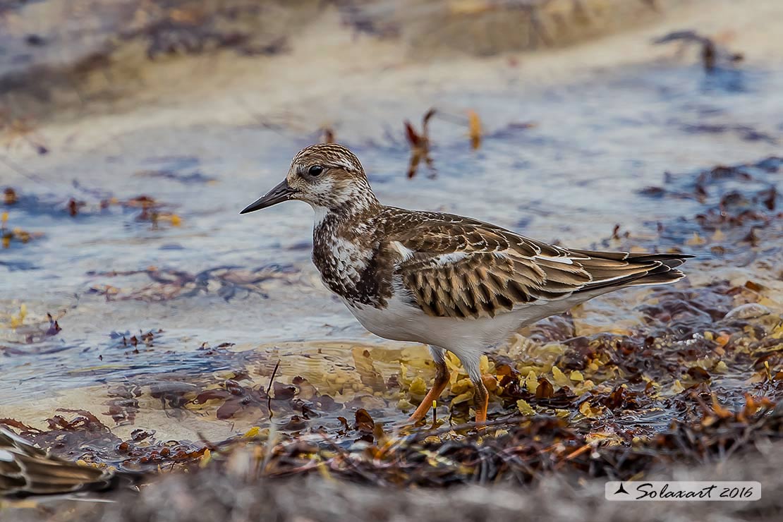 Arenaria interpres :   Voltapietre  ;   Ruddy turnstone 